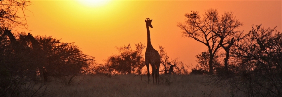Giraffen zum Sonnenaufgang im Krueger Nationalpark (seashwill / Pixabay)  Public Domain 
Infos zur Lizenz unter 'Bildquellennachweis'